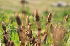 土手から春の便り