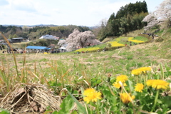三春の滝桜