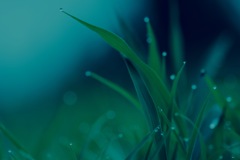 露