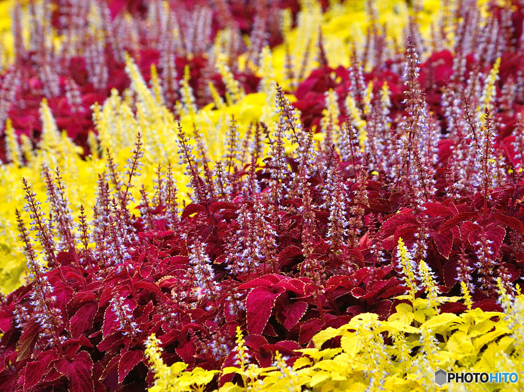 咲いたコウリスの花