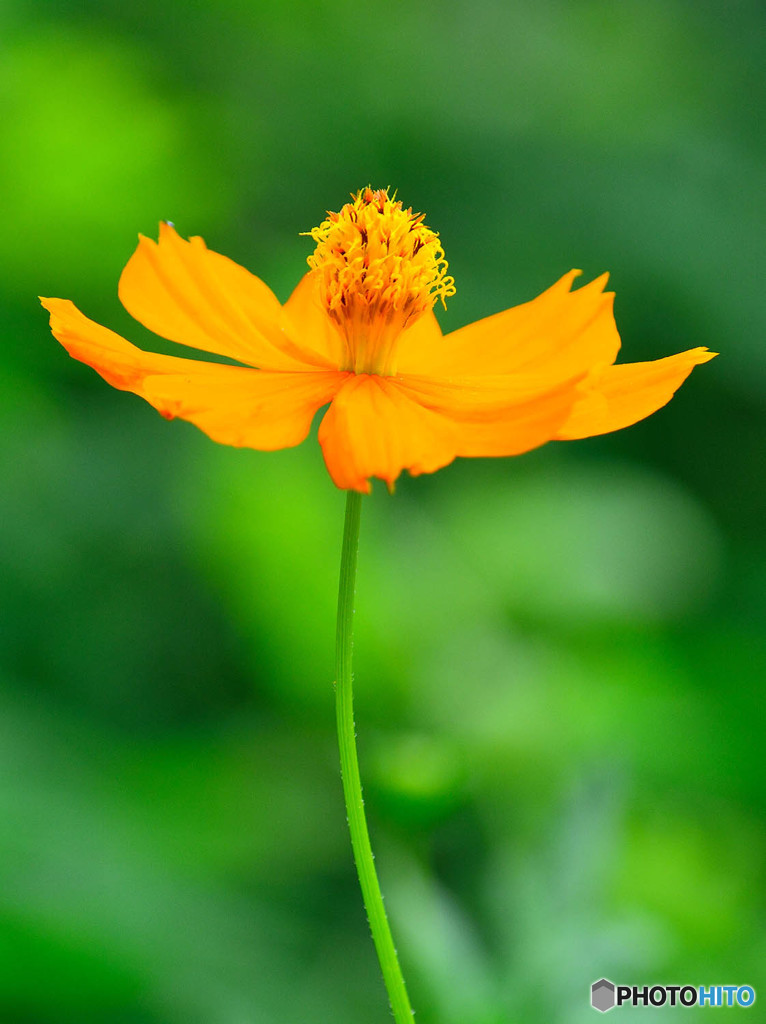 キバナコスモスの花