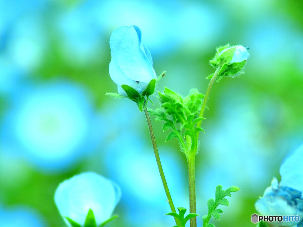 涼しそうなネモフィラの花