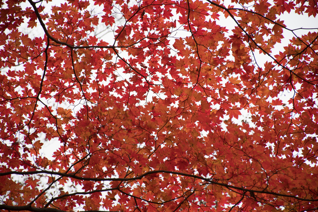 空を見上げたら〜紅葉(*ﾟ∀ﾟ*)