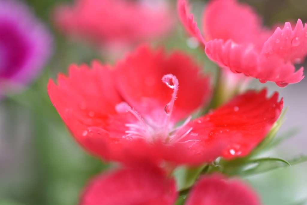 雨上がり(*^o^*)