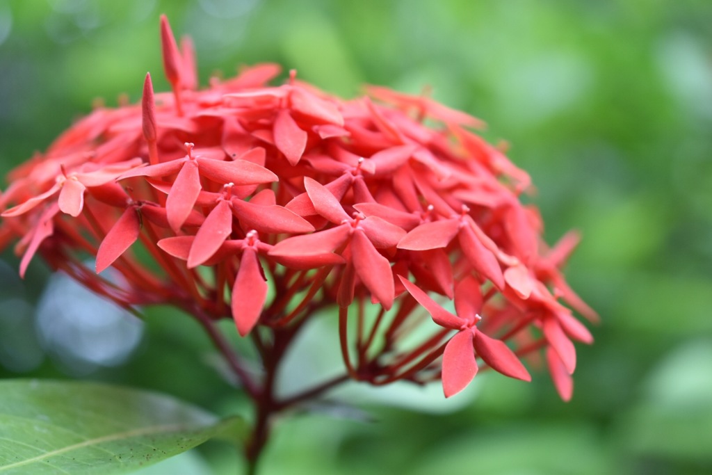 flower(*^o^*)