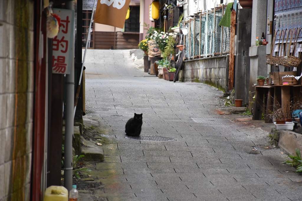 伊香保温泉街のニャン子❤️