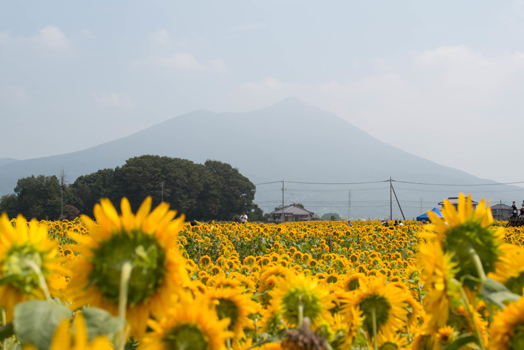 〜明野ひまわり〜