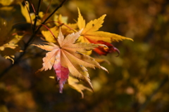 〜紅葉〜 