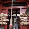 〜大杉神社〜