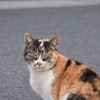 ミケちゃん(*^◯^*)
