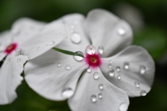 また雨ですね~_~;