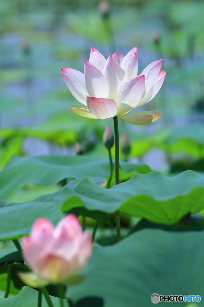 お盆献花