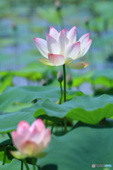お盆献花