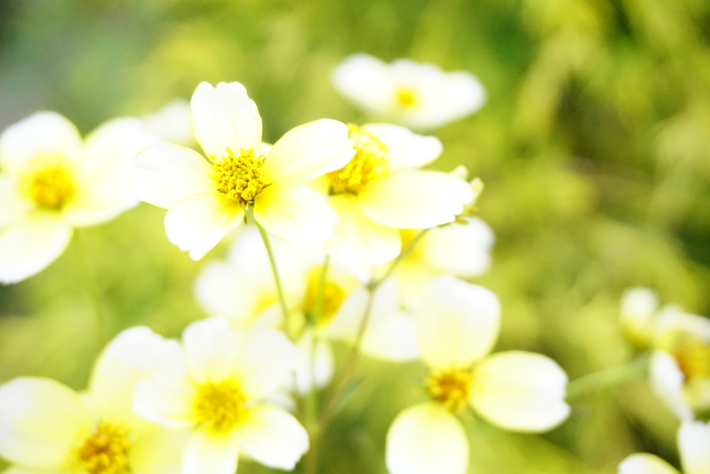 明治村の花2