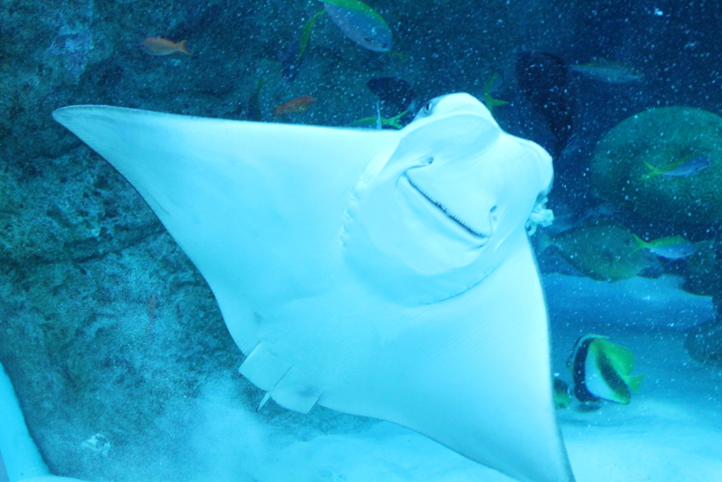 エイの内側…^^;