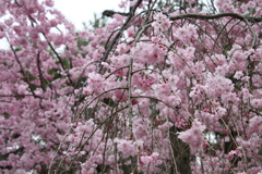 しだれ桜