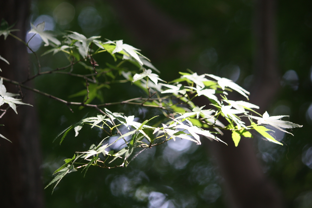 夏の紅葉