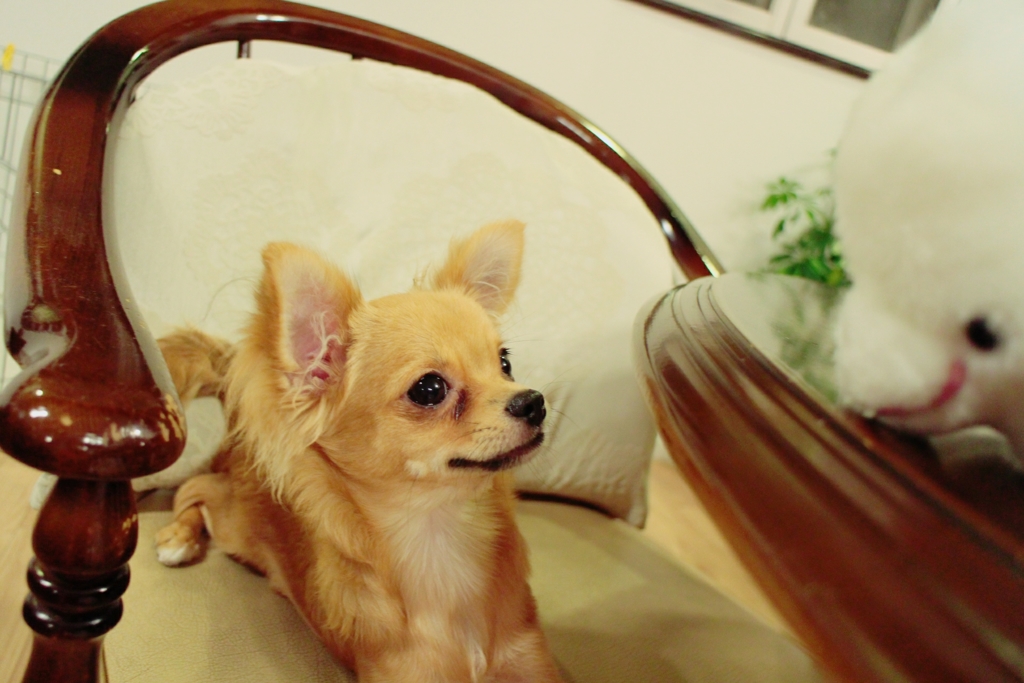 新しいおともだち