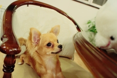 新しいおともだち