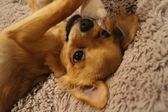 おもちゃでごろーん(ˊ•̤ω•̤ˋ)