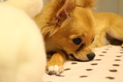 つかの間…