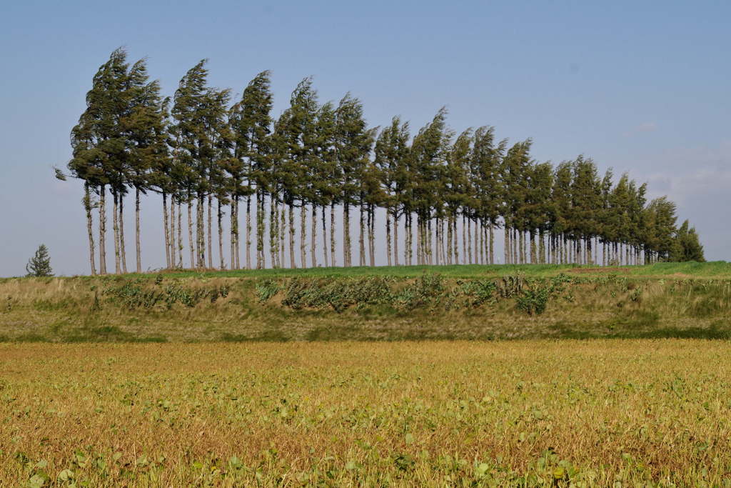 防風林
