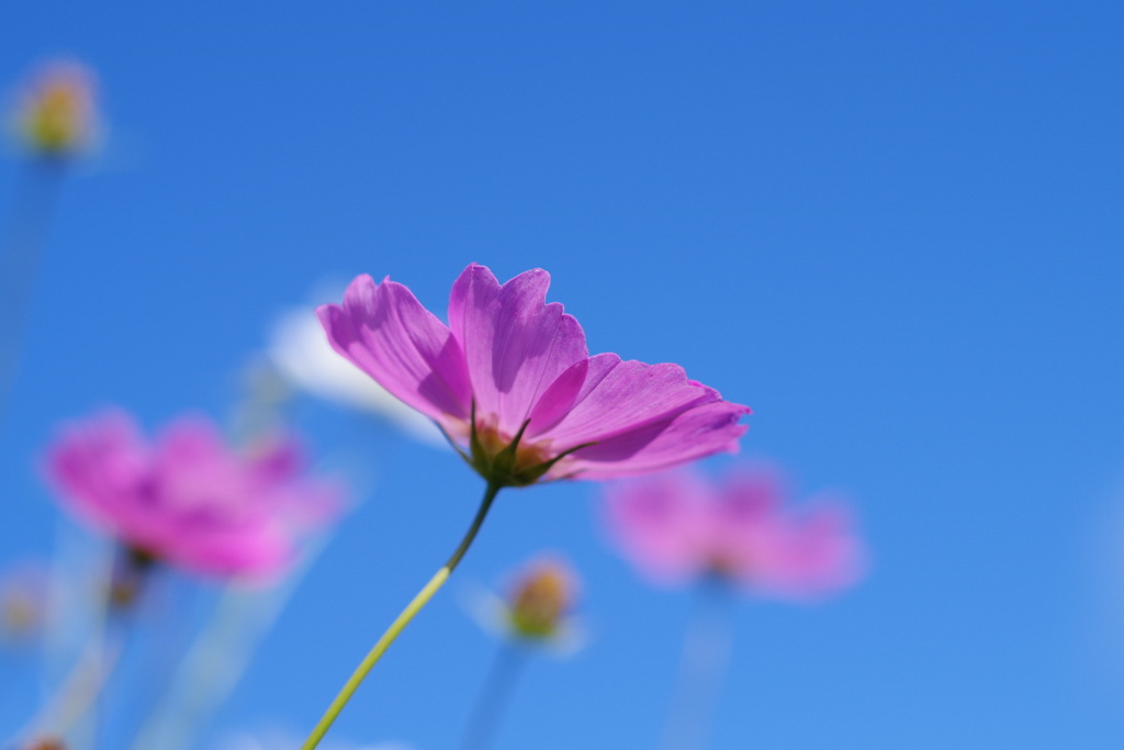 秋空秋桜