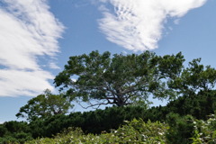 山頂付近にて