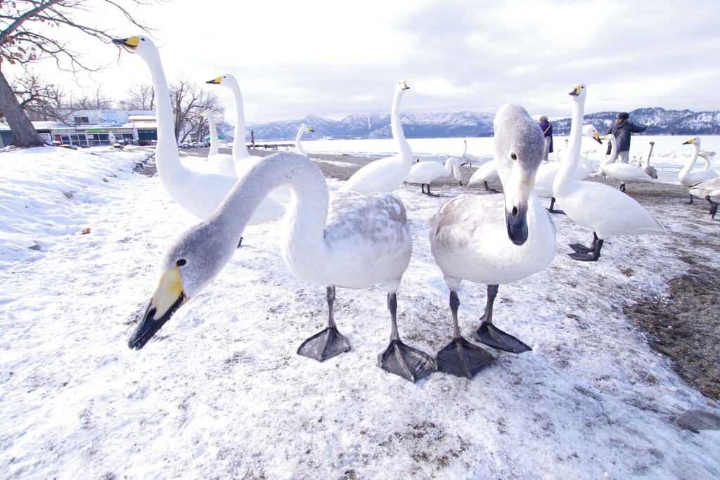 屈斜路湖の白鳥より2