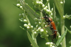カミキリ虫