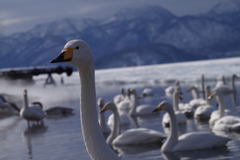 屈斜路湖の白鳥