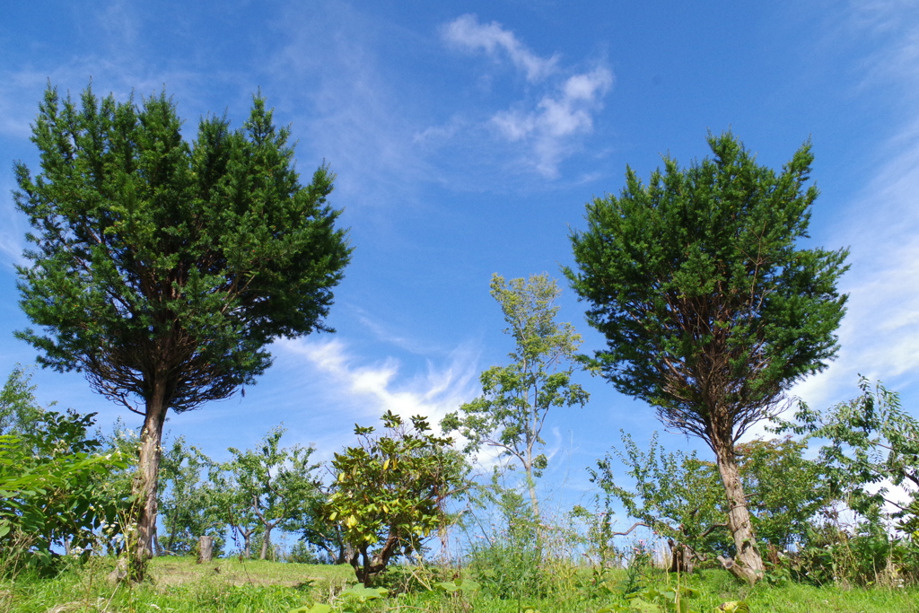 木と青空