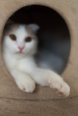 猫の手