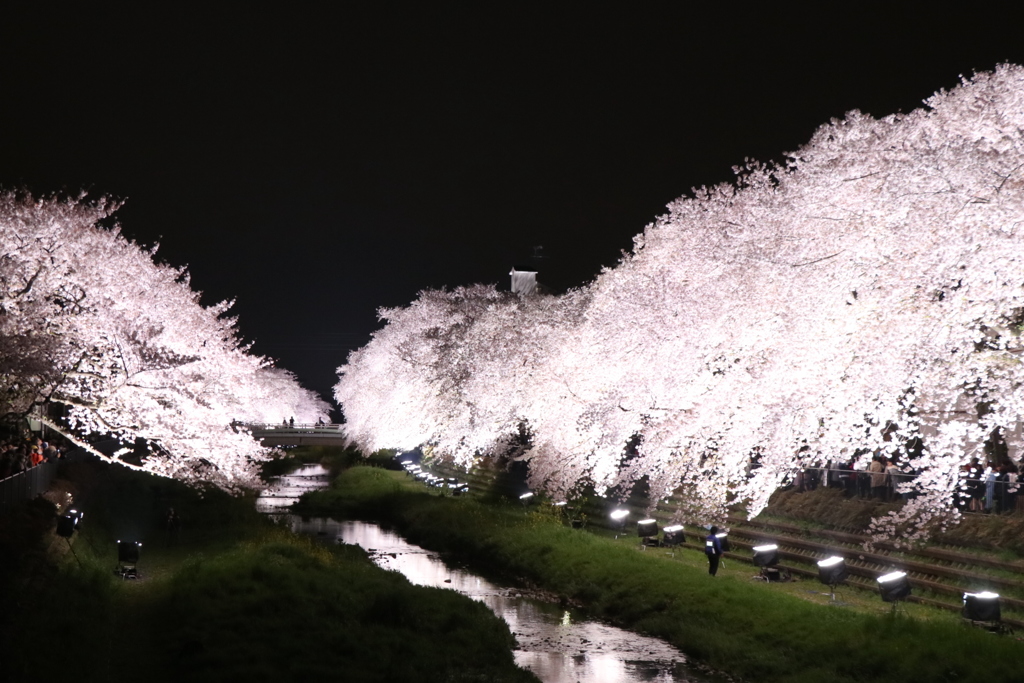 夜桜