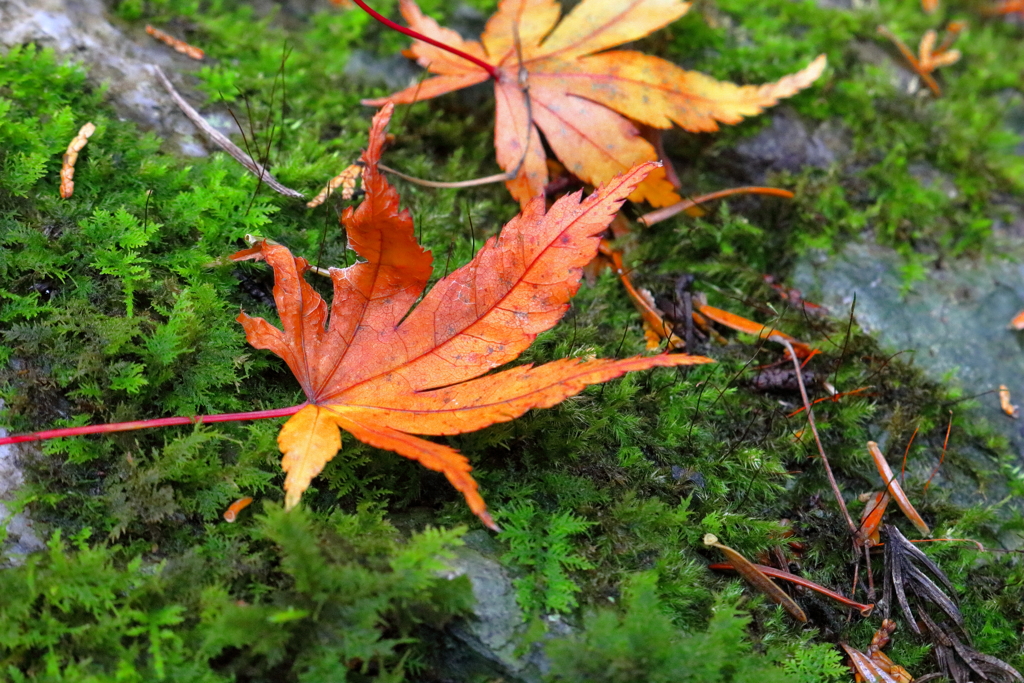 落ち葉紅葉