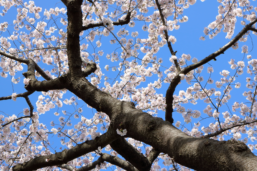 桜　見上げれば！