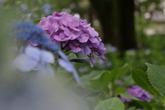 紫陽花が元気になる季節６