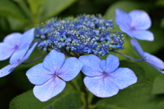 紫陽花が元気になる季節３