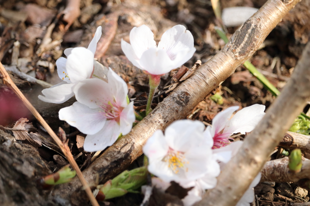 根元に咲く早咲きの桜