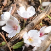 根元に咲く早咲きの桜