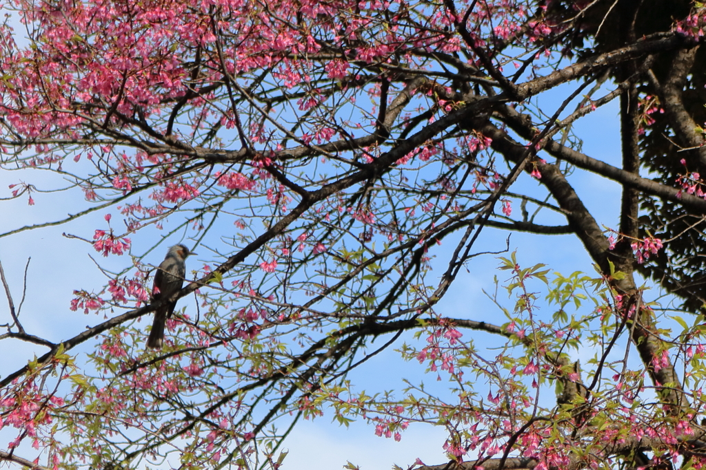 鳥も春を感じているようです。