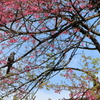 鳥も春を感じているようです。