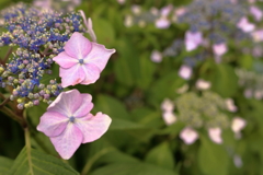 紫陽花が咲き始めました３