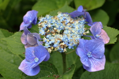 紫陽花が元気になる季節１