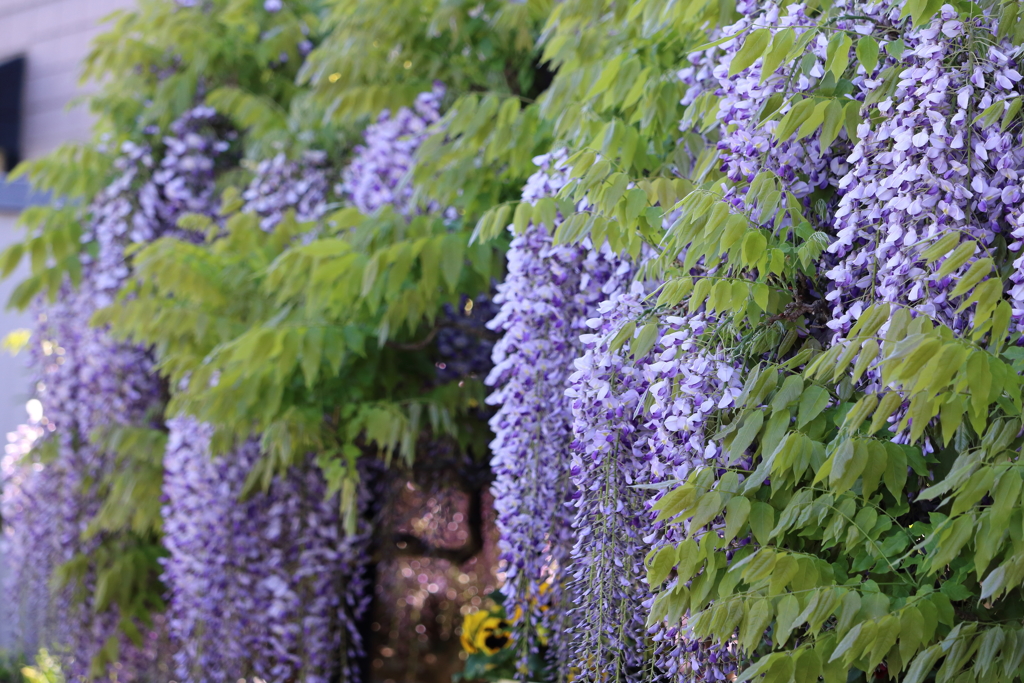 藤の花