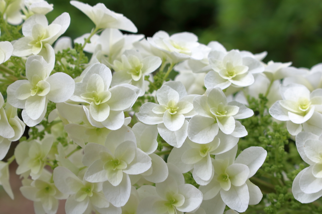 紫陽花が咲き始めました５