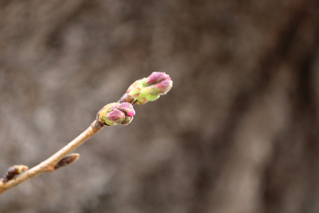 今しばらくお待ちください。桜より