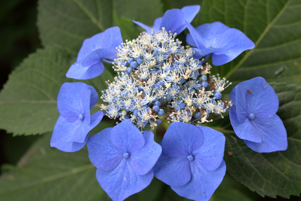 紫陽花が元気になる季節５