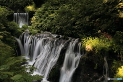 まるでジャングルの水源