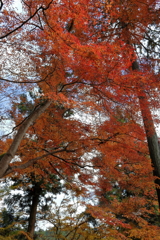 紅葉その９